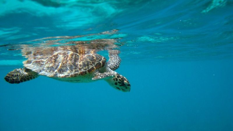 A turtle swimming in Costa Rica