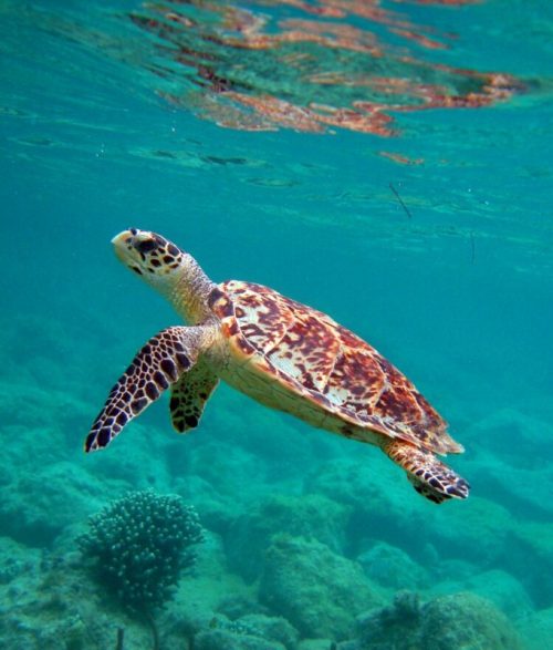 A turtle swimming in Costa Rica