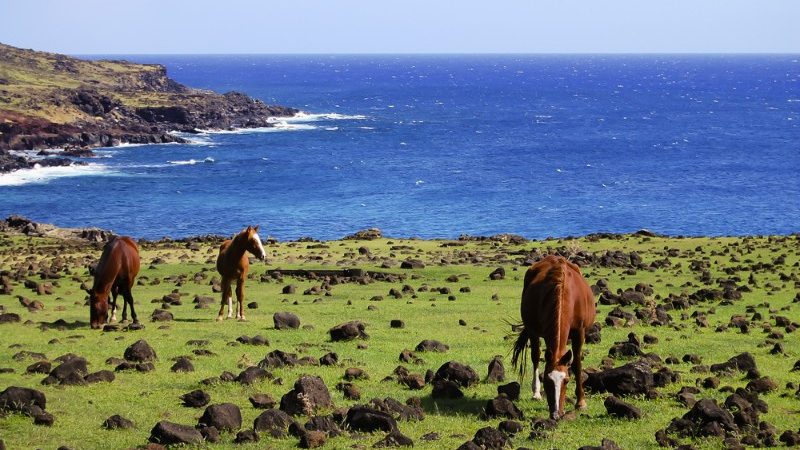 Horses grazing on Easter Island