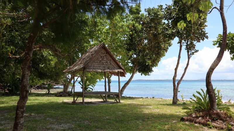 Palm trees on the beach in the Solomons