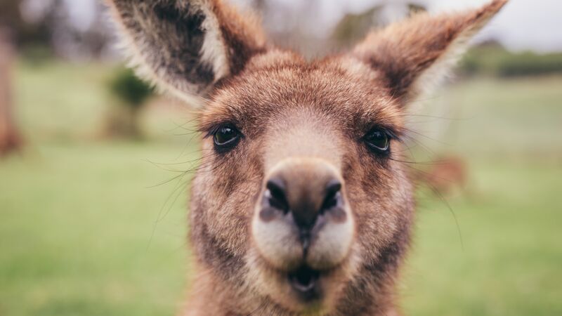 A friendly kangaroo.