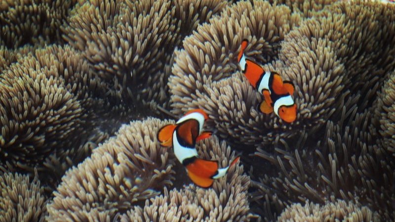 Clownfish swimming around anemone