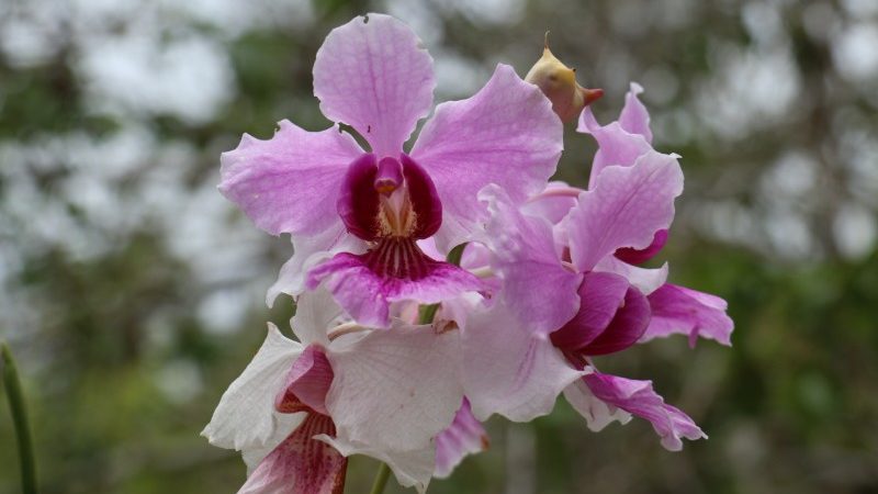 A beautiful pink orchid