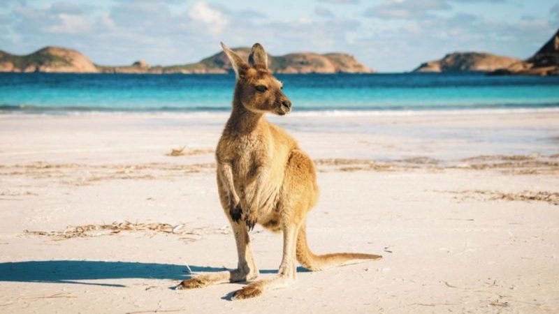 Kangaroo on the beach at Cape le Grand