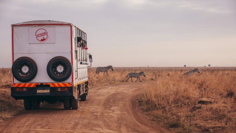 Zebras crossing the road in the Masai Mara.