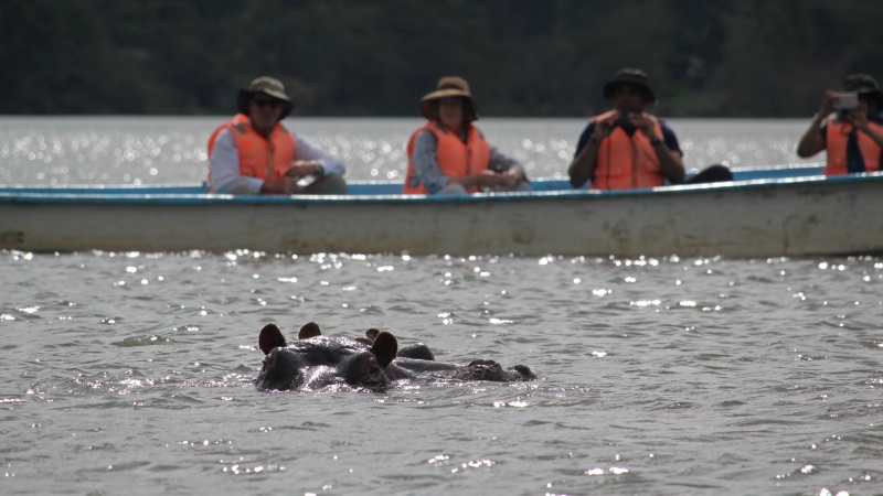 hippos in Lake Naivasha and people behind them on a boat on a Kenya safari