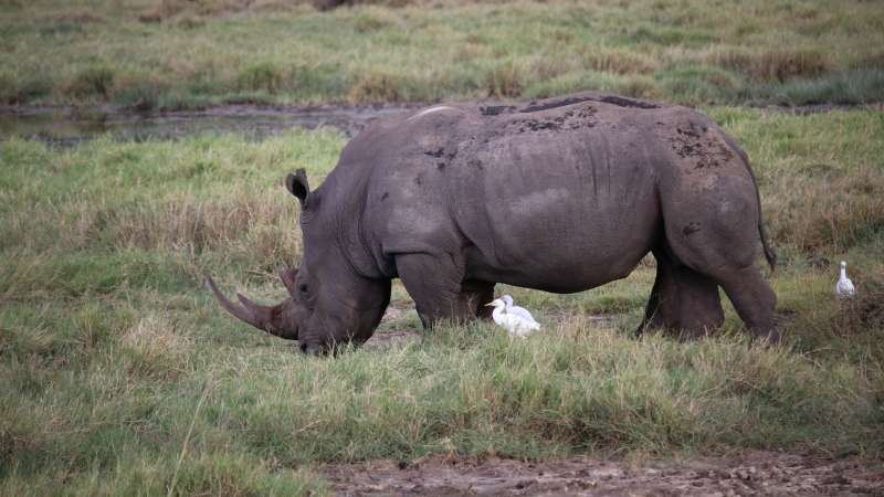 a rhino in the grass of lake nakuru national park on a Kenya safari