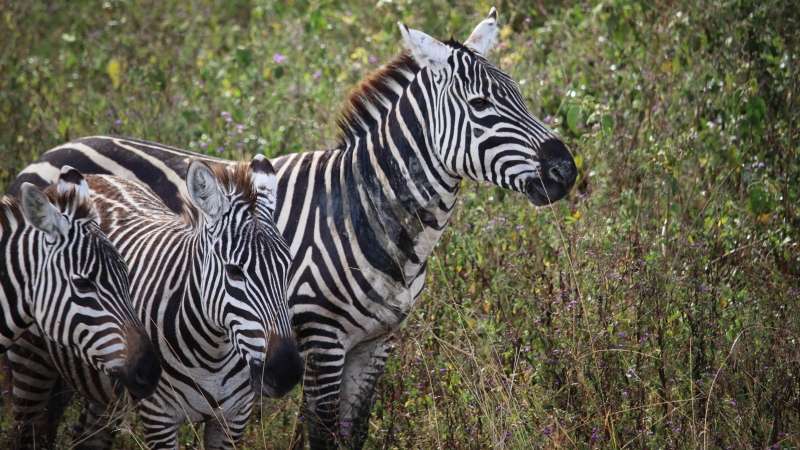 three zebras in lake nakuru national park on a Kenya safari