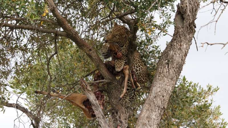 maasai people leopard in tree