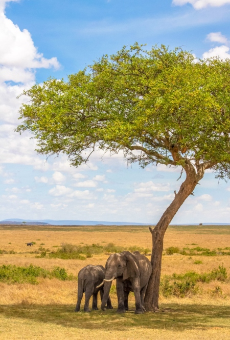 two elephants scratching against a tree on a Kenya safari