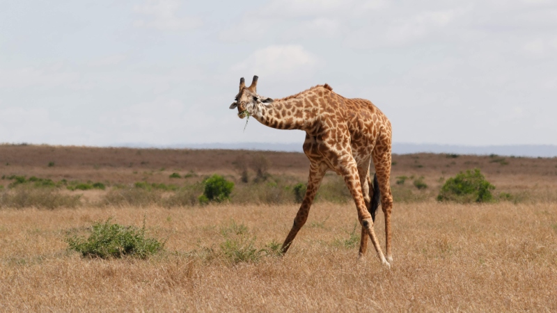 a giraffe bending over to eat some grass on a Kenya safari