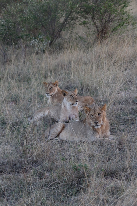 two female and one male lion lies in the grass on a Kenya safari