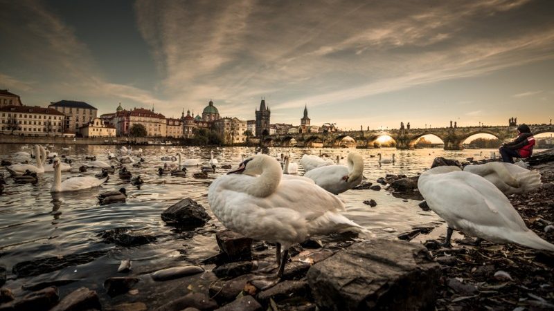 A flock of geese in Prague