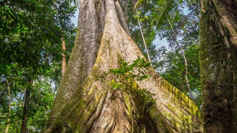 A kapok tree, the biggest in the Amazon