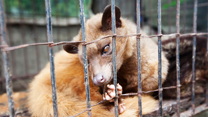 Luwak in a cage. 