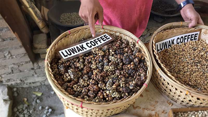3 Reasons Why You Shouldn't Drink Luwak Coffee | Intrepid Travel Blog