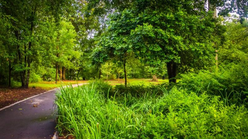 Trees and plants along a path