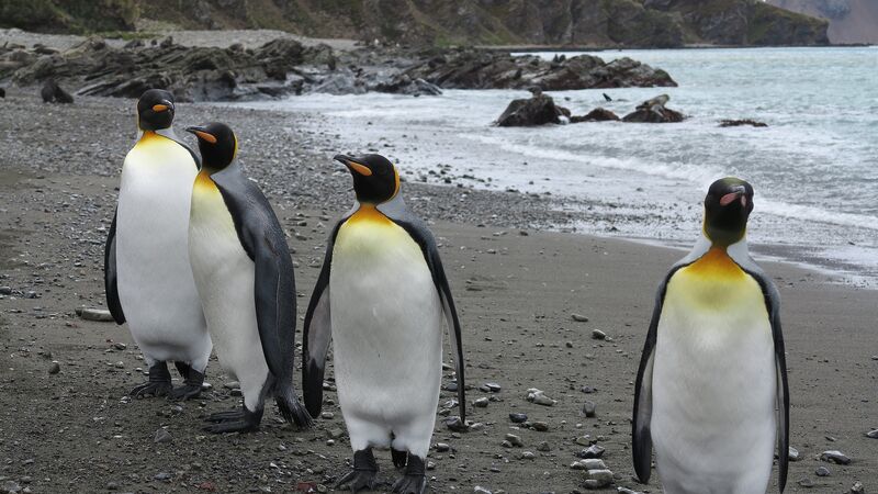 Penguins on a beach