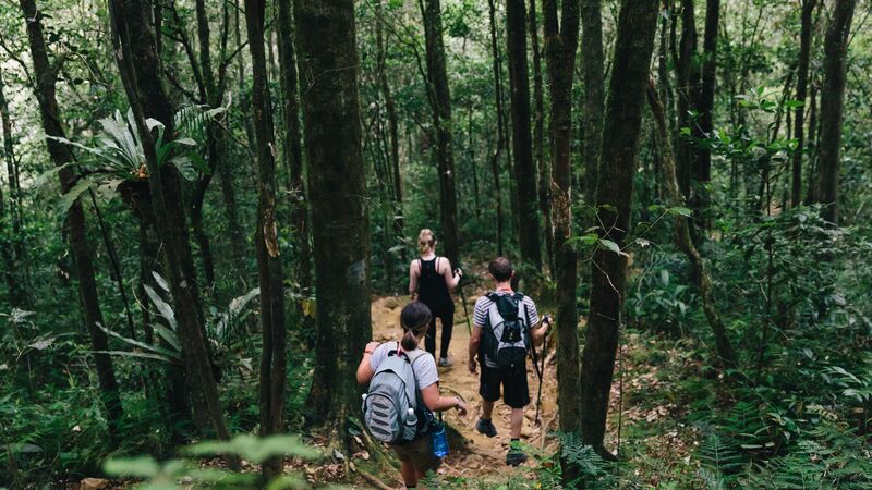 Three hikers on a jungle trail in Malaysia