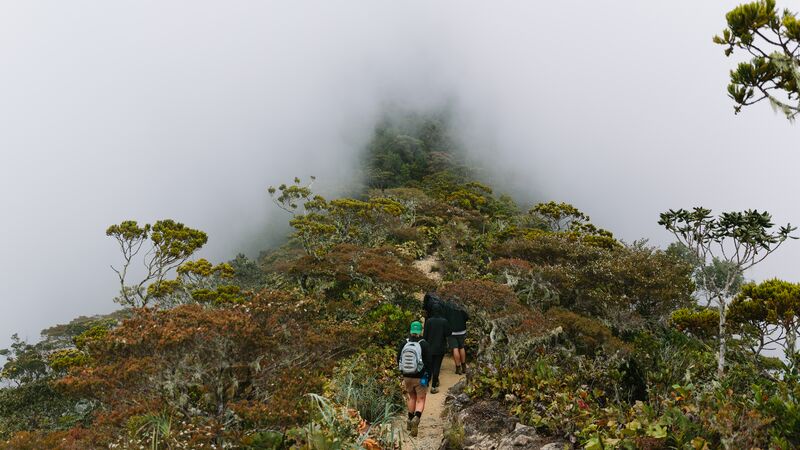 Hikers walking along a misty trail in Borneo