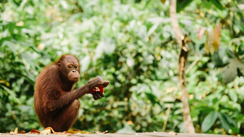 An orangutan in a sanctuary