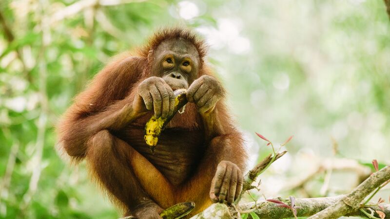 An orangutan eating a banana