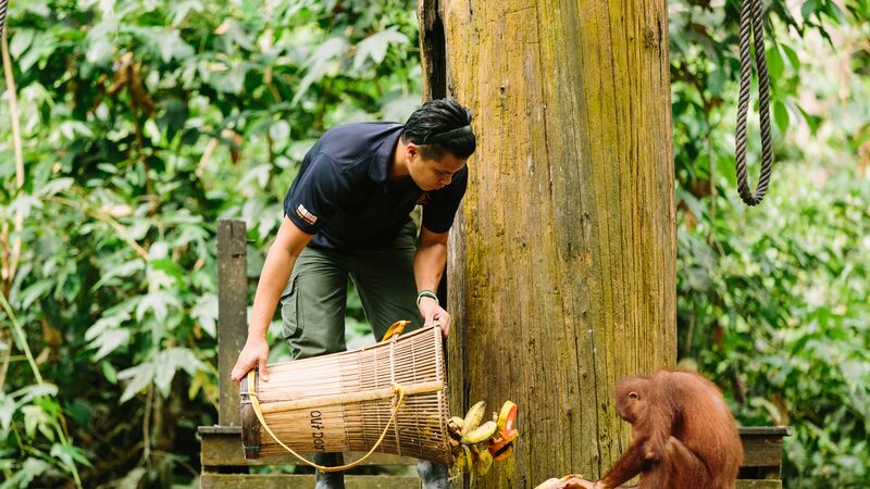 A ranger feeds an orangutan