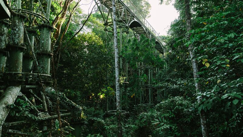 A lush rainforest in Borneo