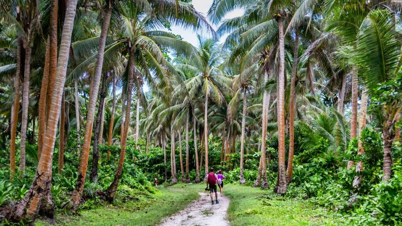 Two hikers walk along a palm-fringed path