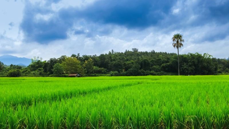 Stormclouds above a rice field