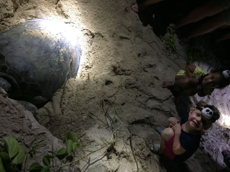 A little girl sitting behind a nesting turtle