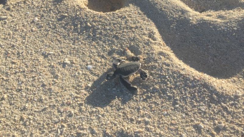 A baby turtle on the beach