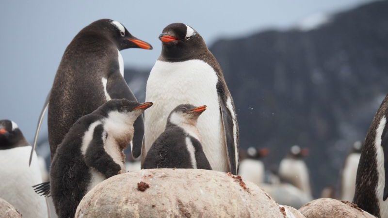 Four penguins standing behind a rock