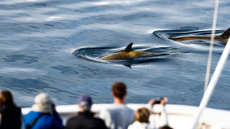 People on a boat watching a pod of whales