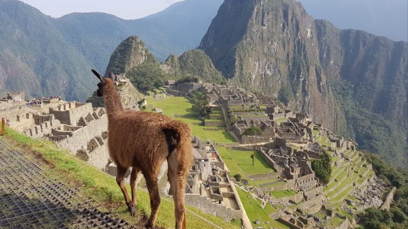 A llama at Machu Picchu