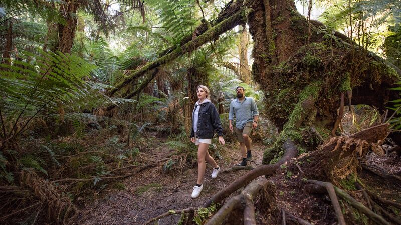 Two people walking through a rainforest