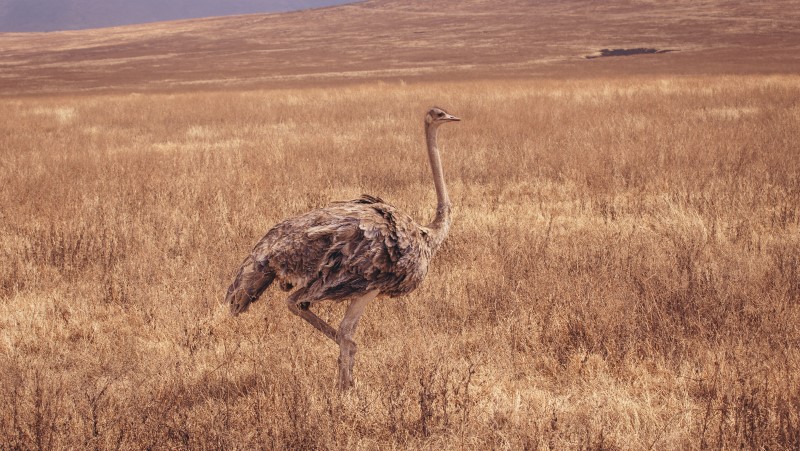An ostrich in Tanzania