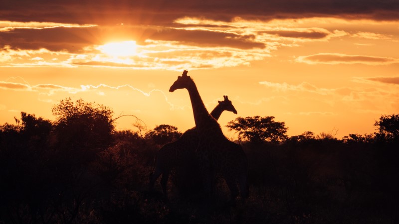Giraffes in Kruger National Park