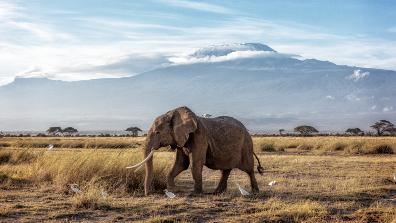 Mount Kilimanjaro over the Serengeti