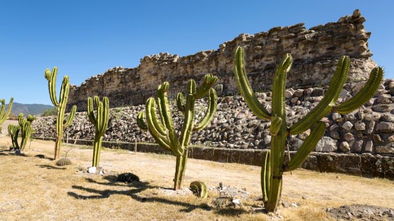 A row of cactus in front of a crumbling ruin in Mexico