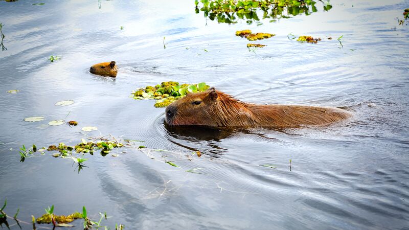 Two capybaras swimming in a river