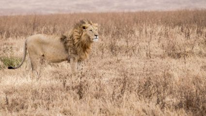 safari tourism in kenya