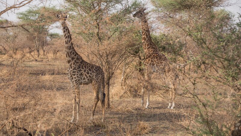 Two giraffes hiding in the trees