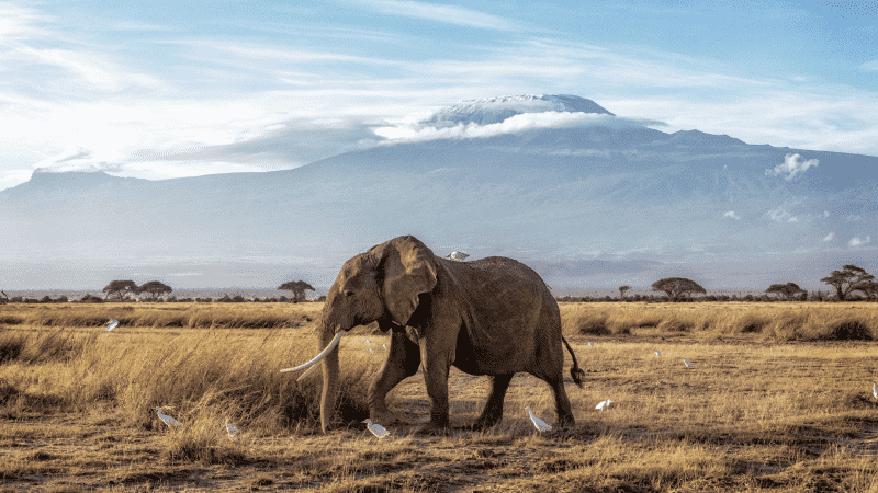 Mount Kilimanjaro over the Serengeti