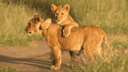 wildlife tourism website wildlife tourism website