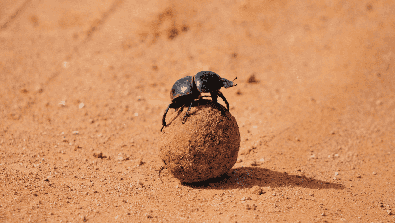 A dung beetle in Addo Elephant National Park