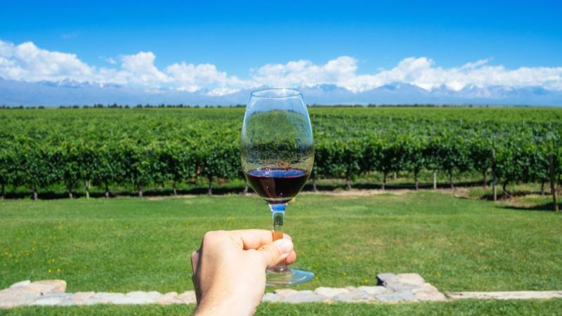 A hand holding a glass of red wine up in front of a green vineyard.