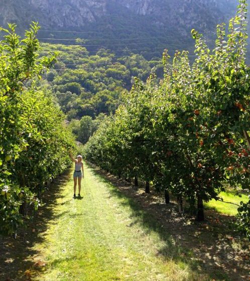 A young woman picking apricots