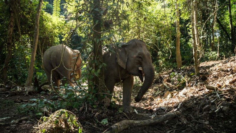 Two elephants in the jungle