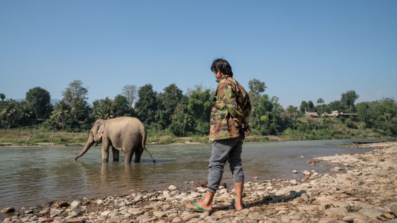 A man watches an elephant in the river